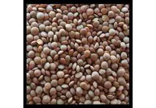 Brown Highly Nutritious Masoor Dal