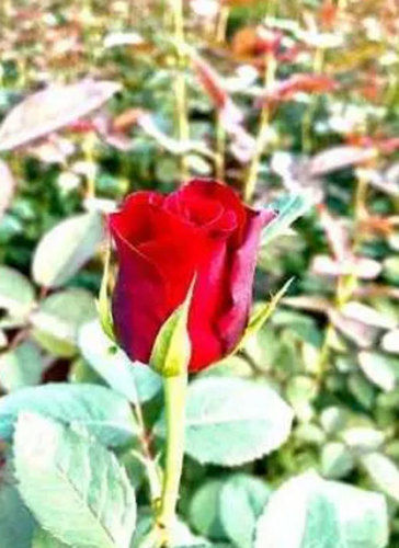 Fresh Pure Red Rose