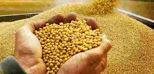 Organic Dried Bulk Soybean Seeds