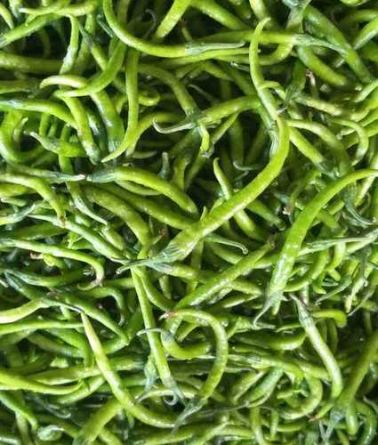 Export Quality Fresh Green Chilli Grade: A