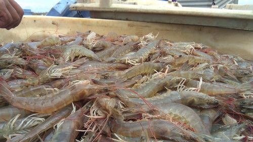 Frozen Vannamei Shrimps - Whole, Properly Packed for Long Shelf Life | Delicious Taste, Disease-Free Quality