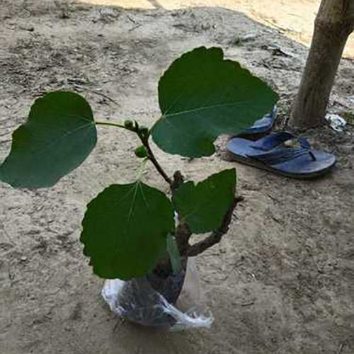 अशुद्धता से मुक्त अंजीर का पौधा