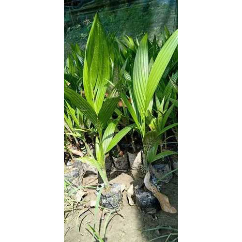 High Grade Coconut Plant