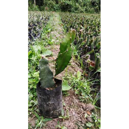 High Grade Dragon Fruit Plant