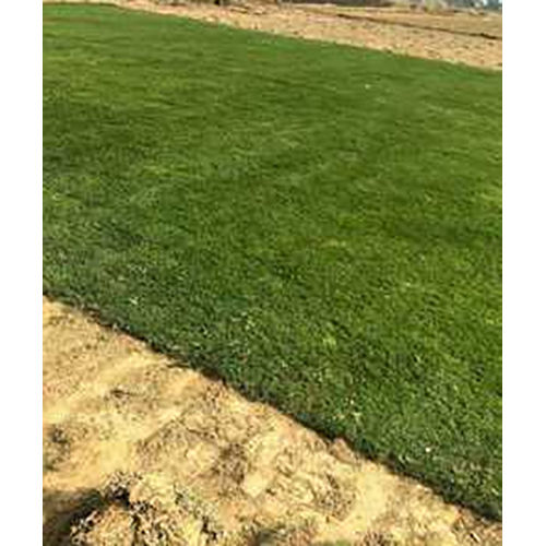 High Grade Natural Lawn Grass