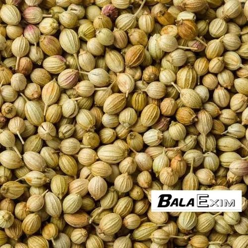 Indian Origin Coriander Seeds