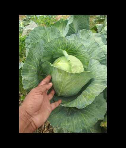 Fresh Green Coriander Leaves