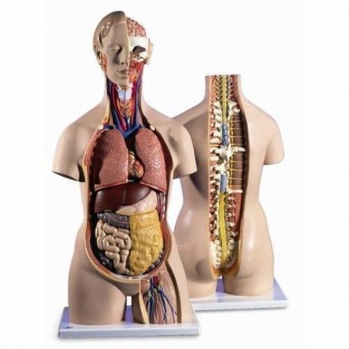 Bio Lab Human Body Model