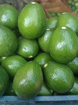 Organic Green Avocado Fruit - Whole, 1 Kilogram | Color: Green, Type: Avocados, Cultivation: Open Air, Shelf Life: 20 to 25 Days, Sweet Taste, Various Sizes Available