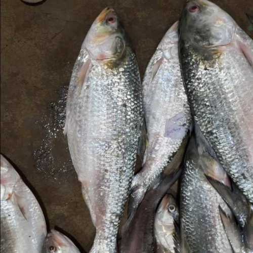 Wholesale Price Fresh Fish