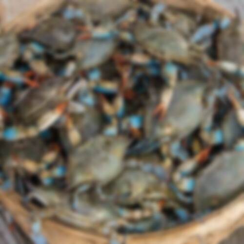 frozen blue crab frozen blue crab