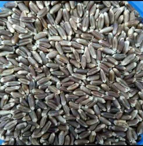 100% Organic Black Wheat