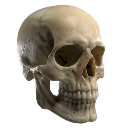 Human Skull Model For Institute