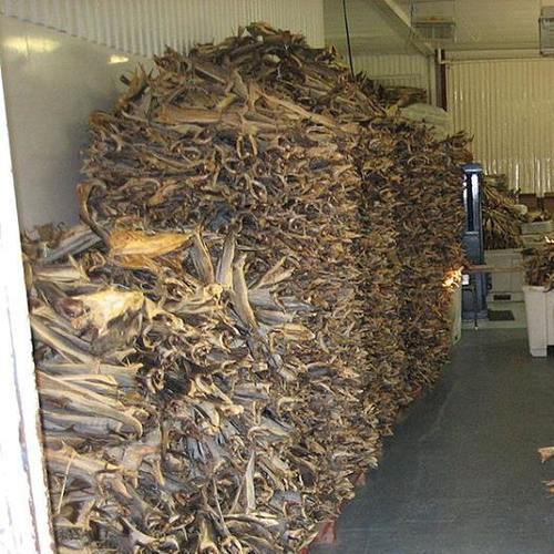 Sliced Impurity Free Dried Fish