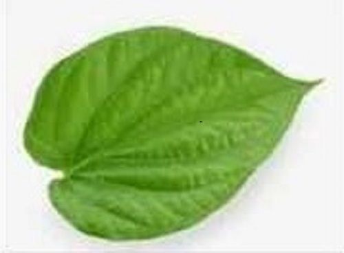 Natural Green Fresh Betel Leaves Shelf Life: 1-7 Days