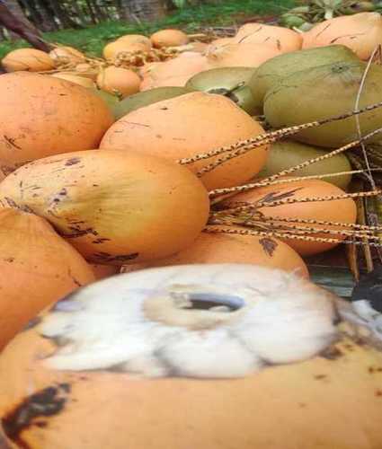 Common A Grade Fresh Coconut