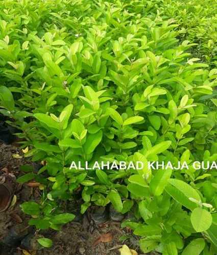 Allahabad Khaja Guava Fruit Plant