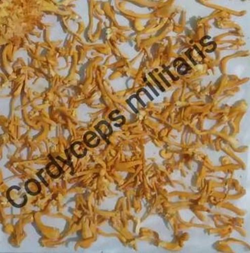 Natural Dried Cordyceps Militaris Mushroom