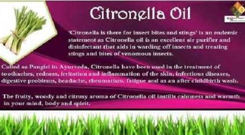 Citronella Oil