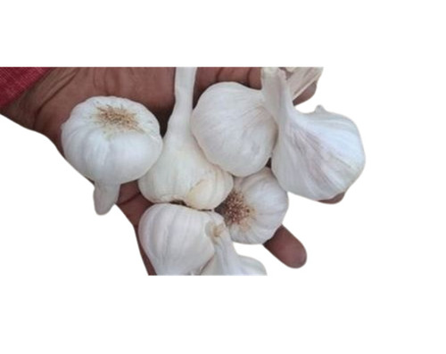 Organic Fresh White Garlic