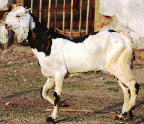 White Healthy Sojat Goat Gender Female Price 8000 Inr Pair Id 6531903