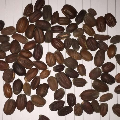 Red Natural Dried Jojoba Seeds