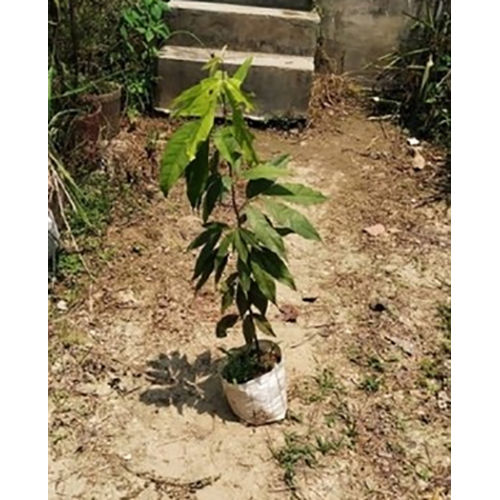Organic Fresh Ashok Plant