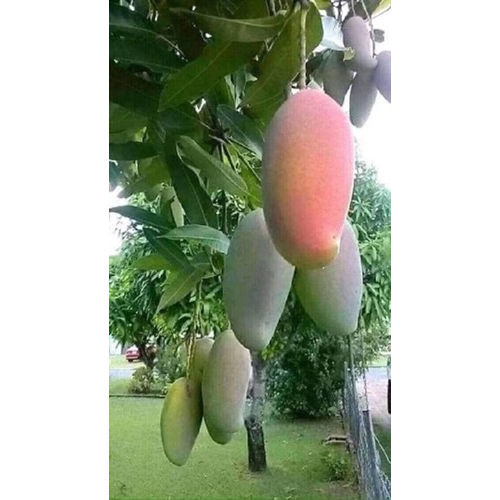 Organic Fresh Mango Plant