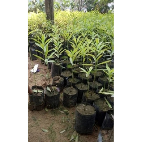 Organic White Sandalwood Plant