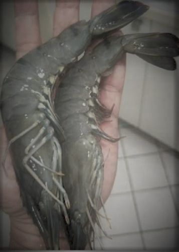 Sea Fish Fresh Bagda Prawn