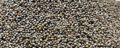 Purple Perilla Seeds