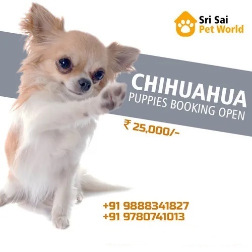Worlds Smallest Dog Chihuahua