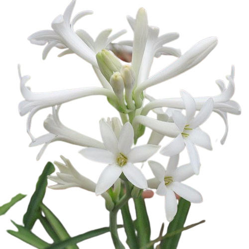 White Tuberose Flower