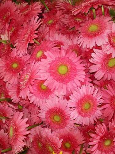 100% Fresh and Natural Pink Gerbera Flower