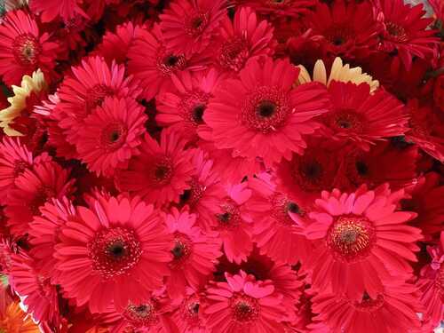 Red Gerbera Flower  Shelf Life: 1 Week