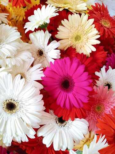 gerbera flowers