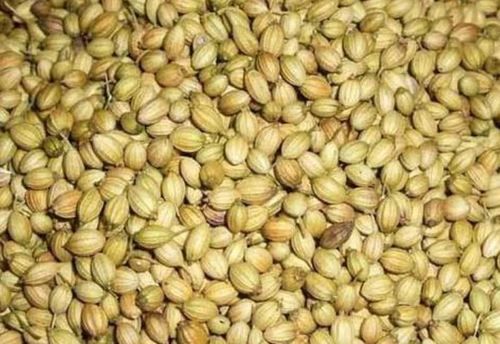 Organic Dried Coriander Seeds