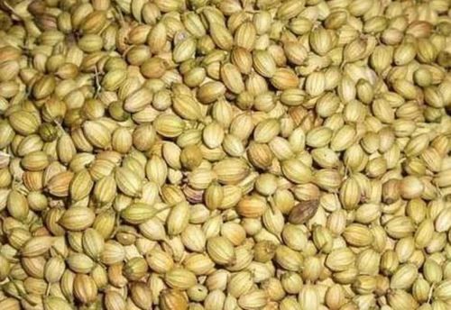 Brown Organic Dried Coriander Seeds