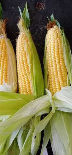 Fresh Organic Americans Corn