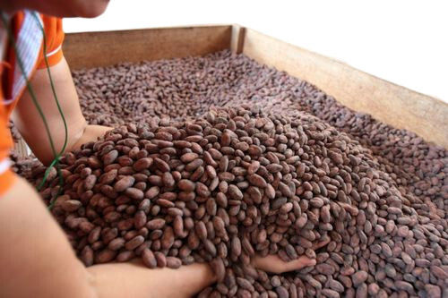 Nutrition Rich Brown Color Cocoa Beans