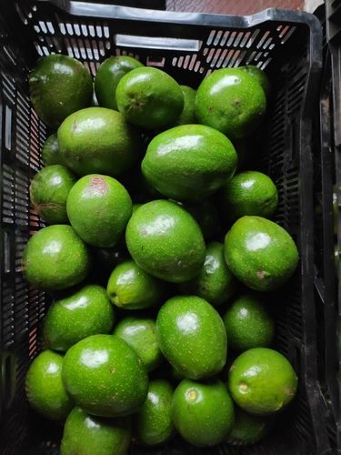 Farm Fresh Green Avocado Fruit Origin: Indian