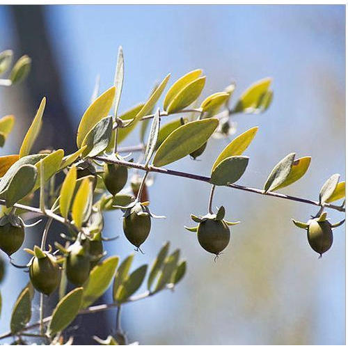 Brown Fresh Natural Jojoba Seeds