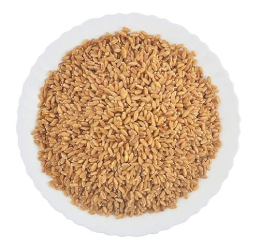 Natural Taste Wheat Lokvan