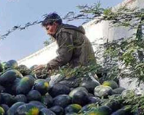 Green Fresh Watermelon Fruit