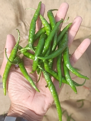 Long Sizer Green Chilli Moisture (%): High