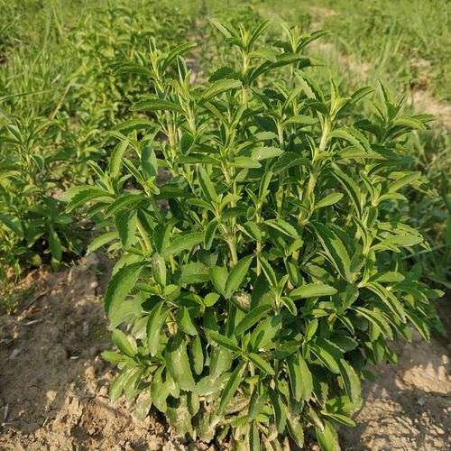 Stevia Plants For Agriculture