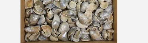 Ocean Oyster Shell (Shellfish)