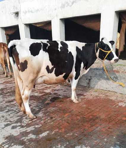 Diseases Free Healthy Dairy Holstein Friesian Cow