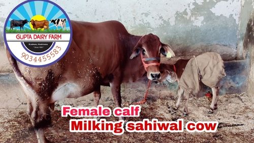 Sahiwal Cow With Female Calf