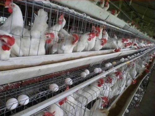 Steel Multi Poultry Layer Cage